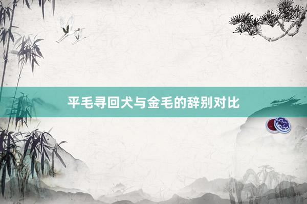 平毛寻回犬与金毛的辞别对比